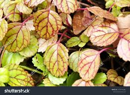 Image result for Plectranthus verticillatus
