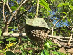 Image result for Cyathea mossambicensis