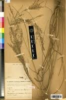 Image result for Panicum graciliflorum