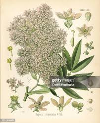 Image result for Hagenia