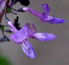 Image result for Equilabium petiolare