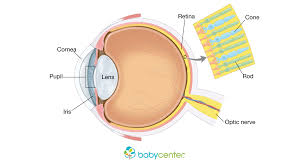 Fetal Development Your Babys Eyes And Sight Babycenter