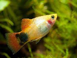 Ikan Mickey Mouse Dan Cara Merawatnya