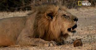 Newly Trending On December 8 2017 At 05 58am Funnism National Geographic Wild Big Cats Lion Kingdom