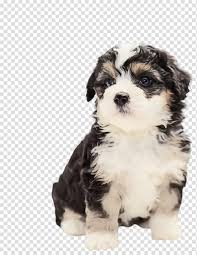 Being almost a workaholic, this australian shepherd and poodle mixes would find their own work (like playing with teddies and toys), if not appointed for any. Cute Dog Pet Animal Poodle Puppy Cavoodle Tibetan Terrier Australian Shepherd Transparent Background Png Clipart Hiclipart
