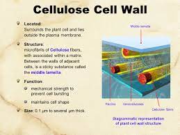 Maybe you would like to learn more about one of these? Cell Biology Biochemistry Series Set 3 Ppt Video Online Download