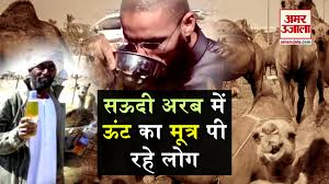 Muslim drink camel urine, in arab. Camel Urine Drinking In Saudi Arabia à¤†à¤– à¤° à¤¸à¤Šà¤¦ à¤…à¤°à¤¬ à¤® à¤Š à¤Ÿ à¤• à¤® à¤¤ à¤° à¤• à¤¯ à¤ª à¤°à¤¹ à¤² à¤— Amar Ujala Hindi News Live