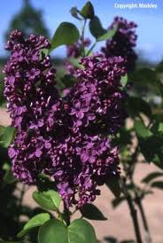Found On Bing From Www Garten Braeunlein De Lilac Purple Lilac Bing Images