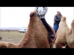 In the wild, they are critically endangered, with just 800 camels roaming around in small areas of central asia. Two Humped Camel Riding Experience In Mongolia Youtube