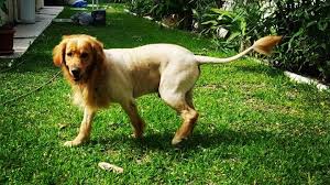 Kennels and pet boarding near me. Pet Sitting And Dog Boarding Mother For Pet Sitting Dog Boardi