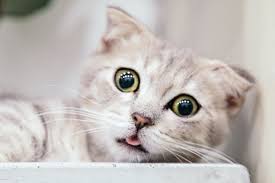 If what you're sorry for is something that has happened many times, or for a long period of time your cat may take a long time to forgive you. Kim Jong Un Orders North Koreans To Kill All Cats