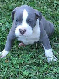 Maybe you would like to learn more about one of these? Pin On Pups