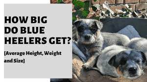 How Big Do Blue Heelers Get Average Height Weight And Size