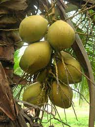 Terdapat beberapa usahawan nurseri swasta yang mendakwa. Isu Masalah Kelapa Matag F2 Myagri Com Mymyagri Com My