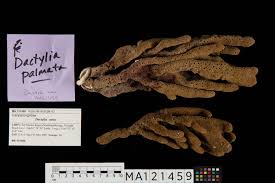 Image result for Dacryotrichia