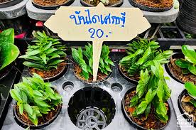 Check spelling or type a new query. à¸ª à¸­à¸‡ à¸• à¸™à¹„à¸¡ à¸¡à¸‡à¸„à¸¥ à¹„à¸‹à¸ª à¸ˆ à¸§ à¸£à¸²à¸„à¸²à¸«à¸¥ à¸à¸ª à¸š à¸«à¸¥ à¸à¸£ à¸­à¸¢ à¹ƒà¸™à¸‡à¸²à¸™ à¸š à¸²à¸™à¹à¸¥à¸°à¸ªà¸§à¸™ 2020 à¹€à¸Š à¸„à¸£à¸²à¸„à¸² à¸„à¸­à¸¡