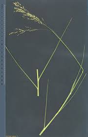 Image result for Panicum repentellum