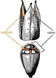 Image result for Huaceae