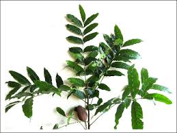 Image result for Swietenia