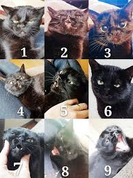 For more information and source,. On The Francisquinha Mood Scale How Are You Feeling Today Solid 6 Mood Scale How Are You Feeling Today My Spirit Animal