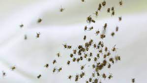 #spiders #baby spiders #hey #can you guys see the baby spiders on its back? Just Hatched Baby Spiders Spreading Stock Footage Video 100 Royalty Free 1038994733 Shutterstock