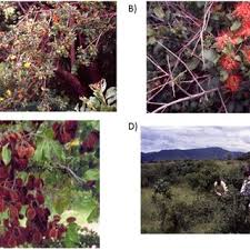 Image result for Combretum padoides