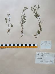 Image result for Zornia setosa