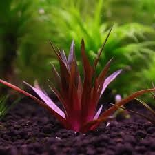 Image result for Eriocaulon africanum
