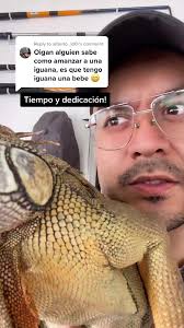 Iguanas Enamoradas