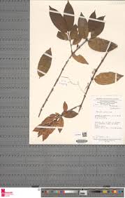 Image result for Aneulophus africanus