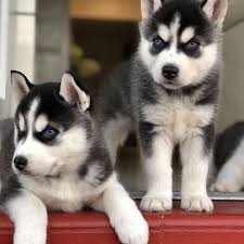 They are will socialized and they get along with other meet andree! Pomeranian Husky For Sale In Ga Pets Lovers