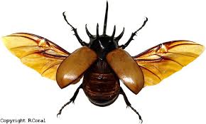 Black Beetle Like Bug In House Eupatorus Gracilicornis Five Horned Rhinoceros Beetle Escarabajo Rinoceronte Insectos Escarabajo