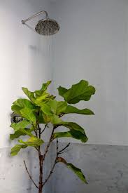 It is recommended that you use natural fertilizers for better health of your trees. Pin On A S P I R I N G Plantlady