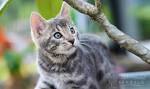 Blue Bengal Cats & Kittens for Sale 🐱 | Wild & Sweet Bengals