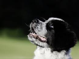 Maybe you would like to learn more about one of these? Great Pyrenees Newfoundland Mix Hd Wallpapers Free Download Wallpaperbetter
