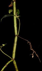 Image result for Cissus aralioides