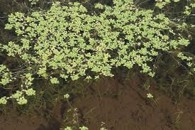 Image result for Callitriche