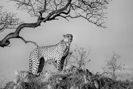 Black and white wall art for home and office decor. Black White Cheetah Print African Nature Canvas Wall Art