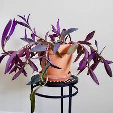 Pin On Plants
