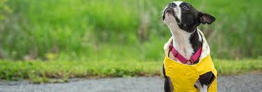 Why Does My Dog Scoot His Rear End Pedigree