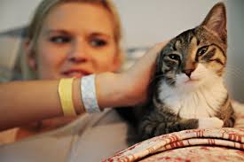 PLUM STREET SAMPLERS: Cochon and a Kitty