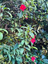 Image result for Chlorophytum affine