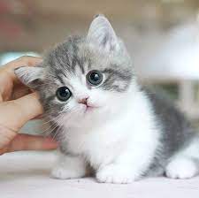 While my sister thinks trevor is the cutest name around, i'd prefer dandelion or snap dragon. 242 Likes 15 Comments Cute Cats Kitty Pets Kitty Globe On Instagram Name This Cutie Follow Cat Globe Follow Baby Cats Cute Cats Cute Baby Cats