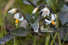 Image result for Solanum villosum