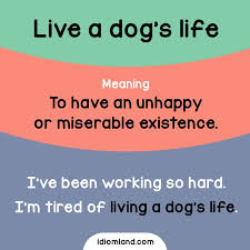 Bite Off More Than You Can Chew Meaning And Sentence Do You Live A Dog S Life English Idioms Idioms Learn English