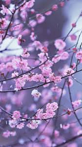 Una de las opciones más comunes, populares y atractivas es el fondo de pantalla. Flowers Wallpapers Fondos De Pantalla Backgrounds Cherry Blossom Winter Flor Estetica Papel Pintado Flores Y Mejores Flores