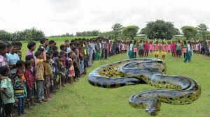 Cool Biggest Snake In The World Giant Anaconda Largest Python Snake Ever Found Giant Anaconda Anaconda Python Snake