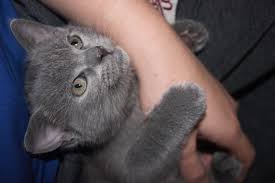 Satilik British Shorthair Panosundaki Pin