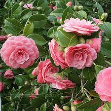Pin On Trees And Shrubs