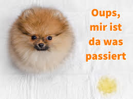 Hundeklo Fur Die Wohnung Toiletten Fur Welpen Oder Kranke Hunde Hunde Welpen Hundespruche